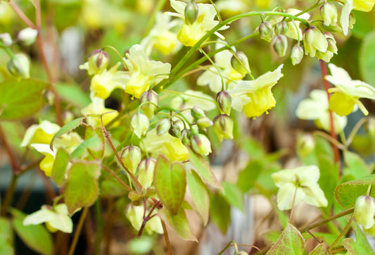 Epimedium pallidum