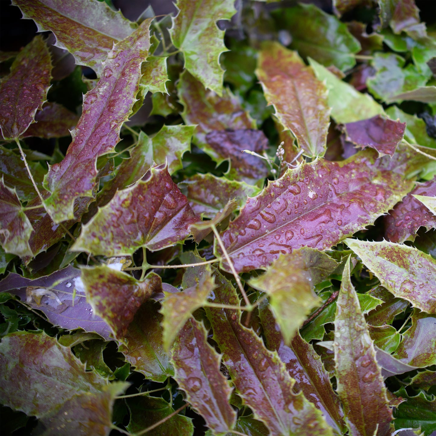 Epimedium wushanense 'Sandy Claws'