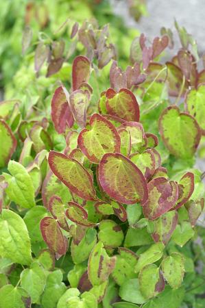 Epimedium x 'Creeping Yellow'