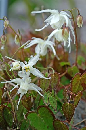 Epimedium x 'Creeping Yellow'