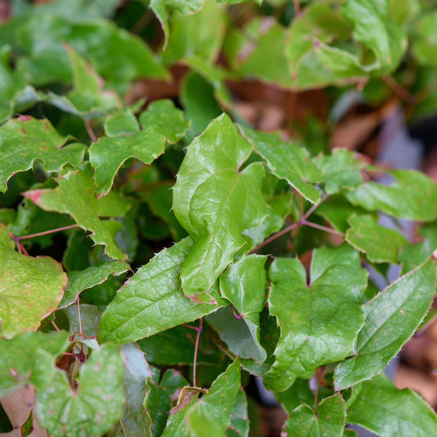 Epimedium alpinum 'Enchantress'