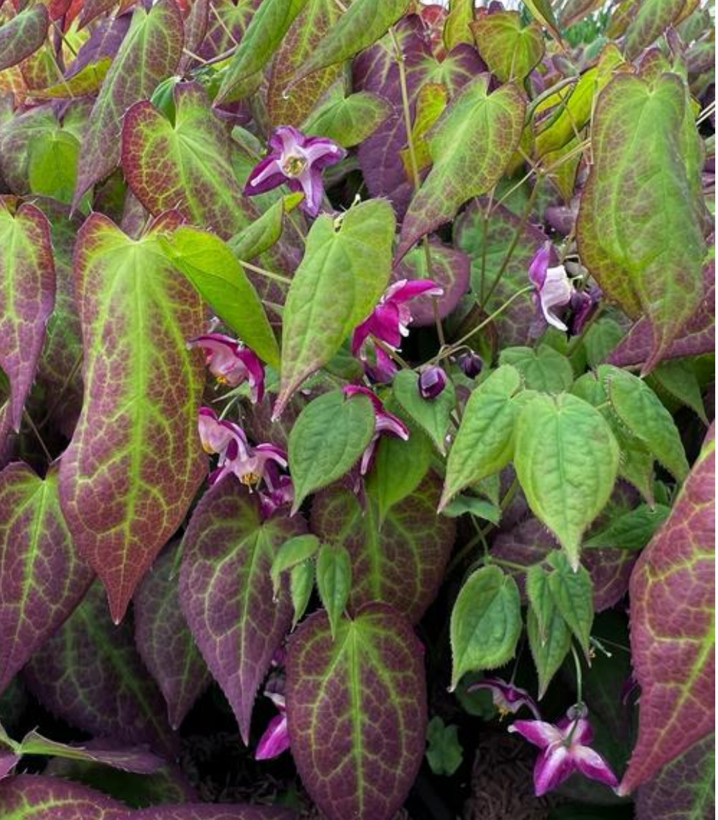 Epimedium x rubrum