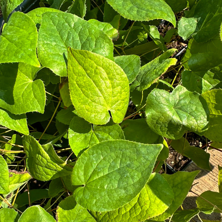 Epimedium x rubrum 'Sweetheart'