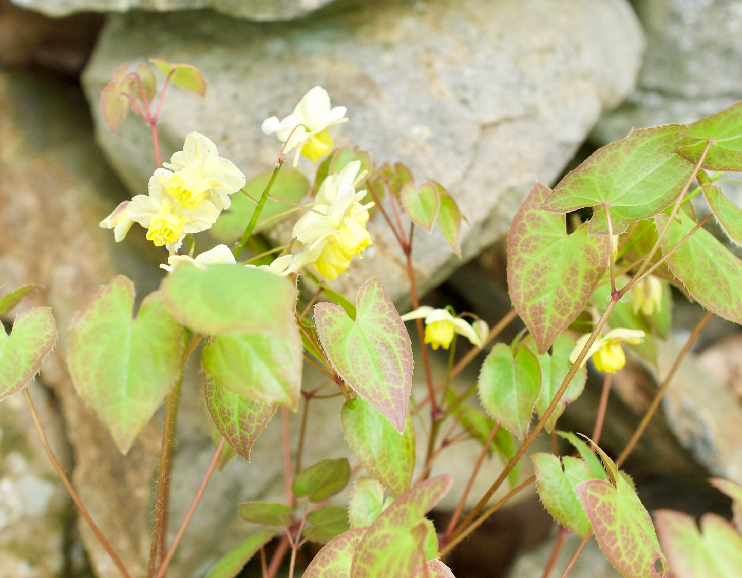 Epimedium x versicolor 'Sulphureum'