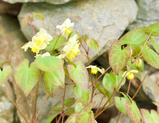 Epimedium x versicolor  'Sulphureum'