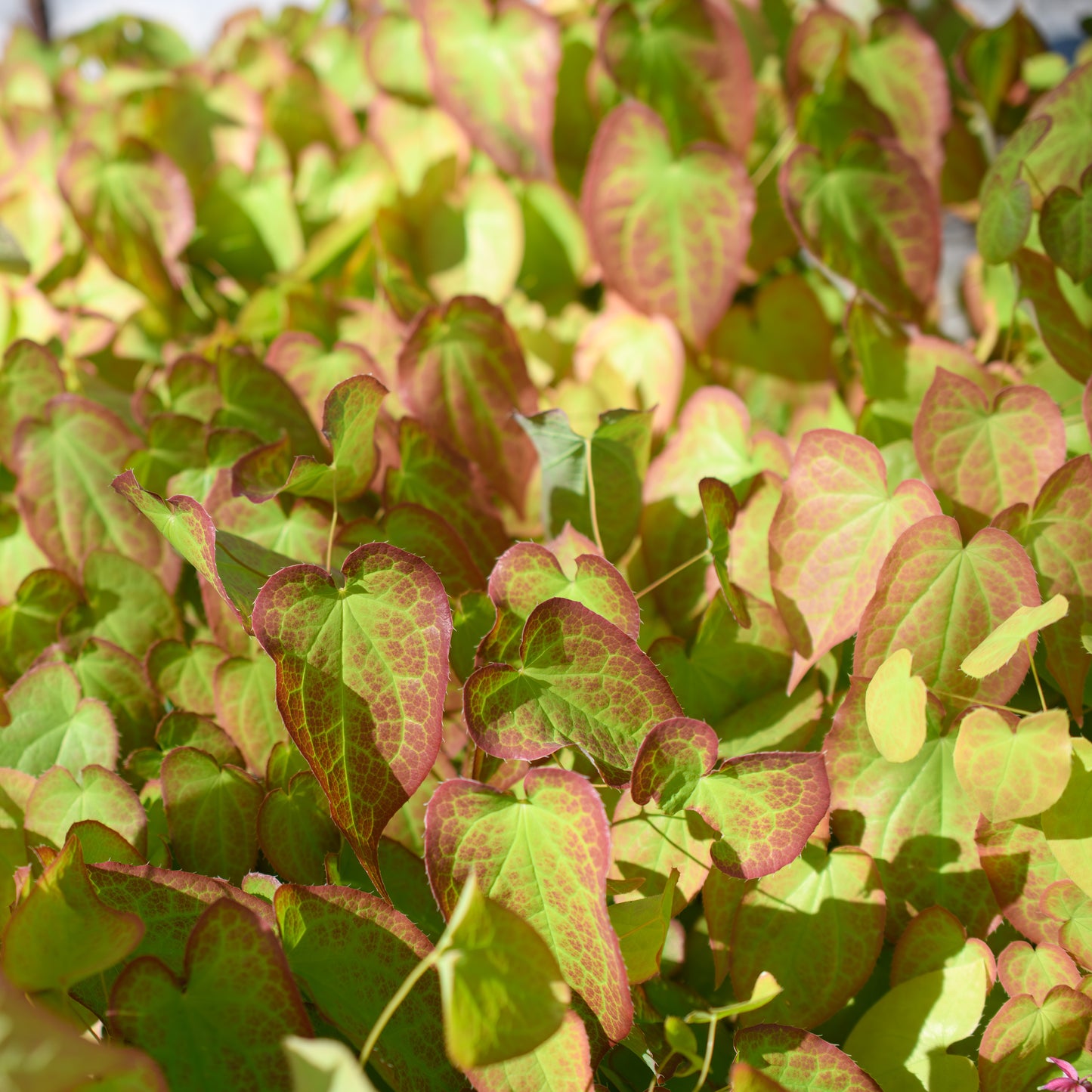 Epimedium x youngianum 'Merlin'