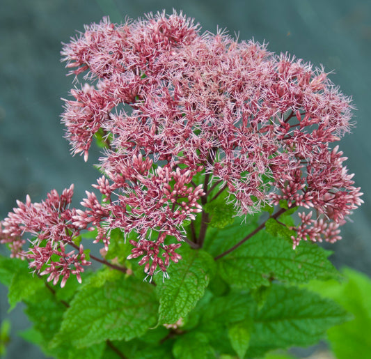 Eupatorium dubium  'Little Joe'