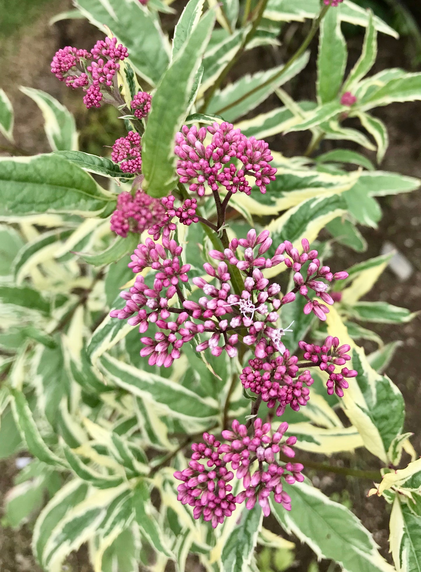 Eupatorium fortunei 'Pink Frost'