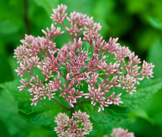 Eupatotium maculatum 'Carin'