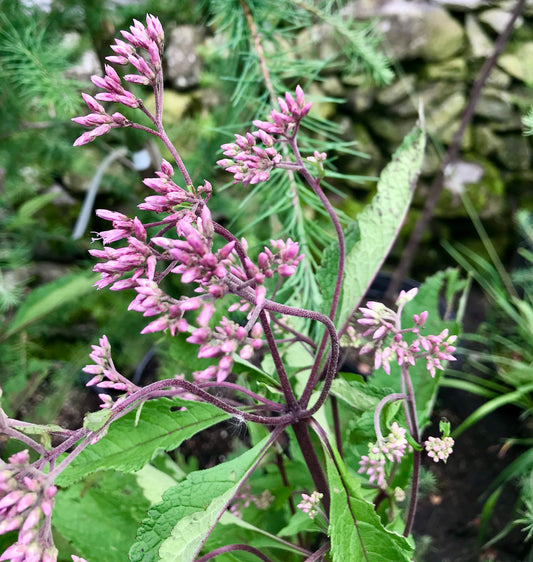 Eupatorium maculatum 'Gateway'