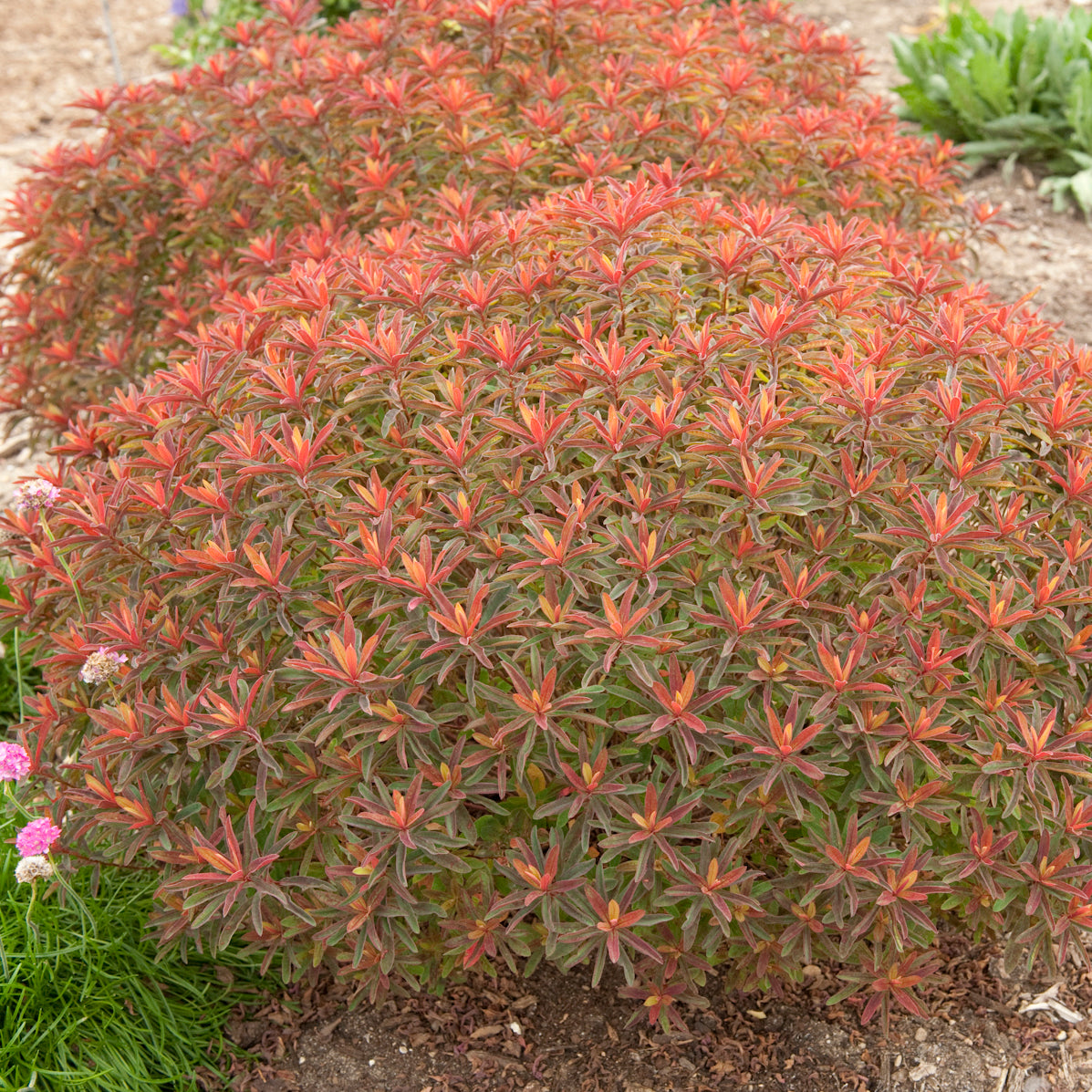 Euphorbia polychroma 'Bonfire'