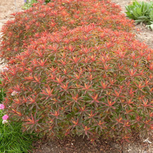 Euphorbia polychroma  'Bonfire'