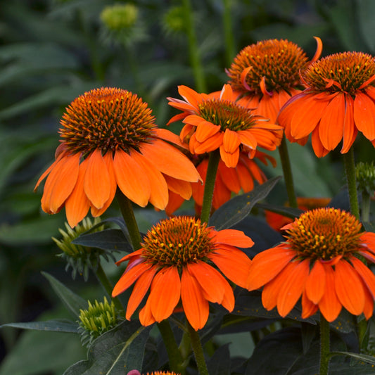 Echinacea purpurea 'Sombrero Adobe Orange' (Coneflower)