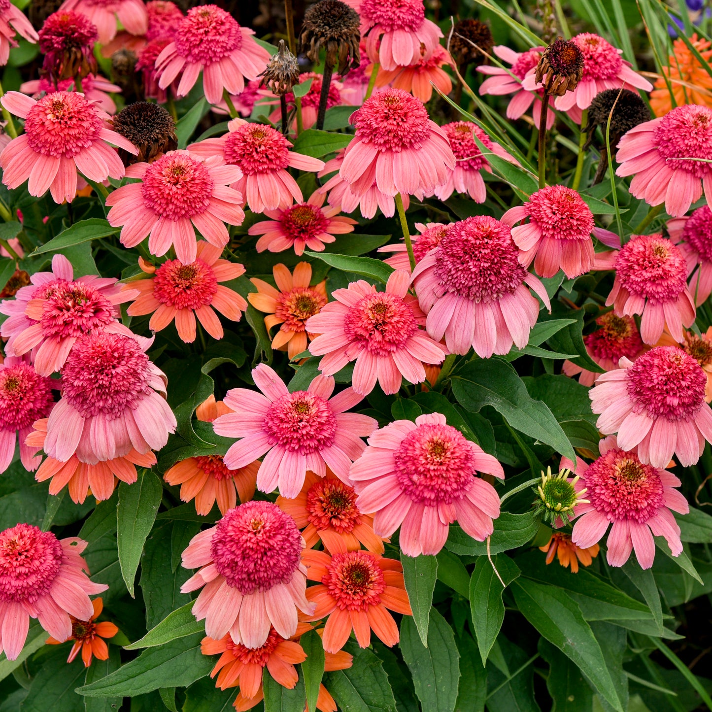 Echinacea purpurea 'Rainbow Sherbet'