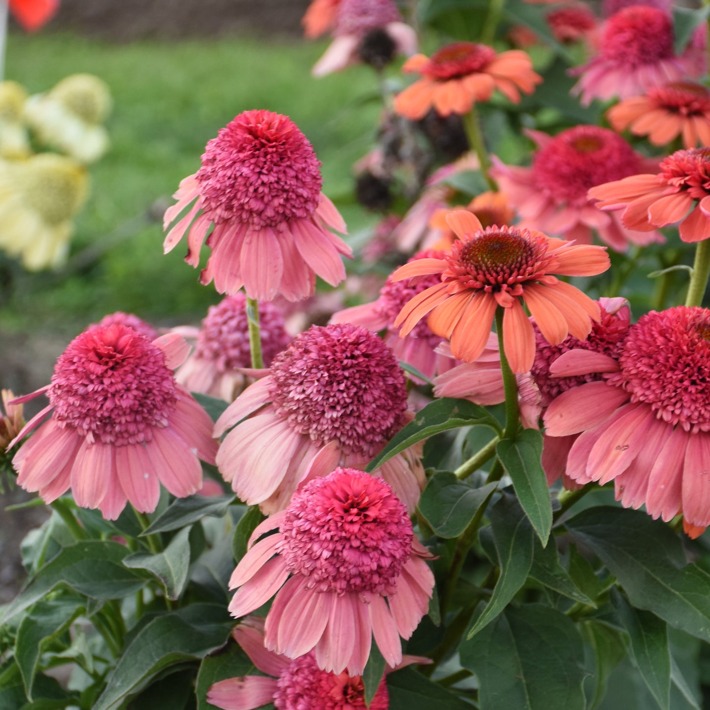 Echinacea purpurea 'Rainbow Sherbet'