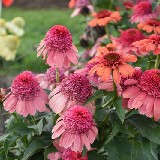 Echinacea purpurea 'Rainbow Sherbet' (Coneflower)