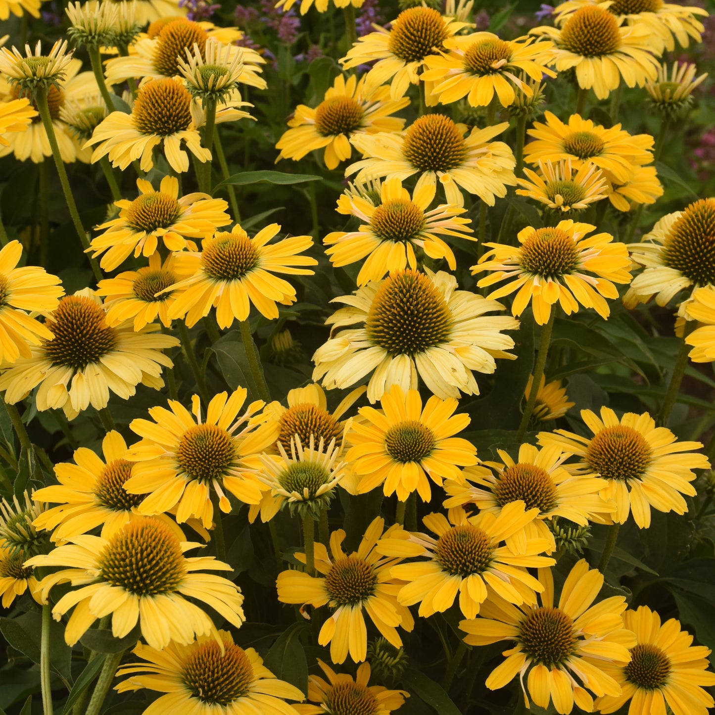 Echinacea purpurea 'Yellow My Darling'