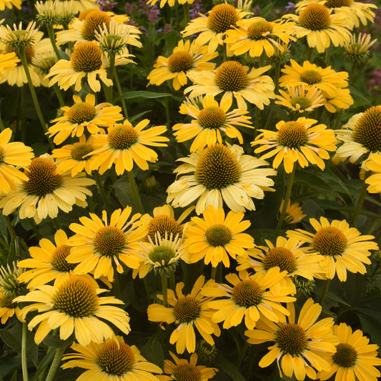 Echinacea purpurea 'Yellow My Darling' (Coneflower)