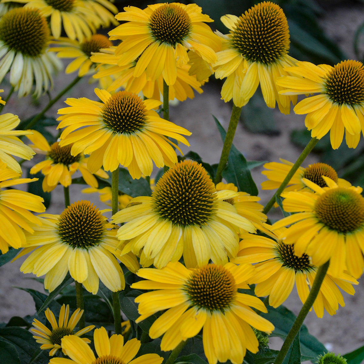 Echinacea purpurea 'Yellow My Darling' (Coneflower)
