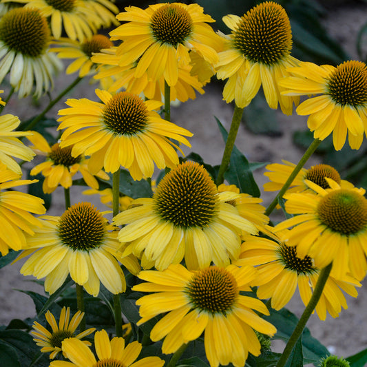 Echinacea purpurea 'Yellow My Darling' (Coneflower)