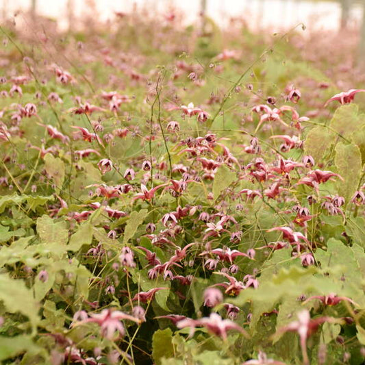 Epimedium 'Hugs and Kisses' (Barrenwort)