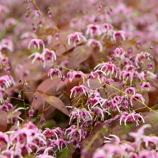 Epimedium grandiflorum 'Pretty in Pink'