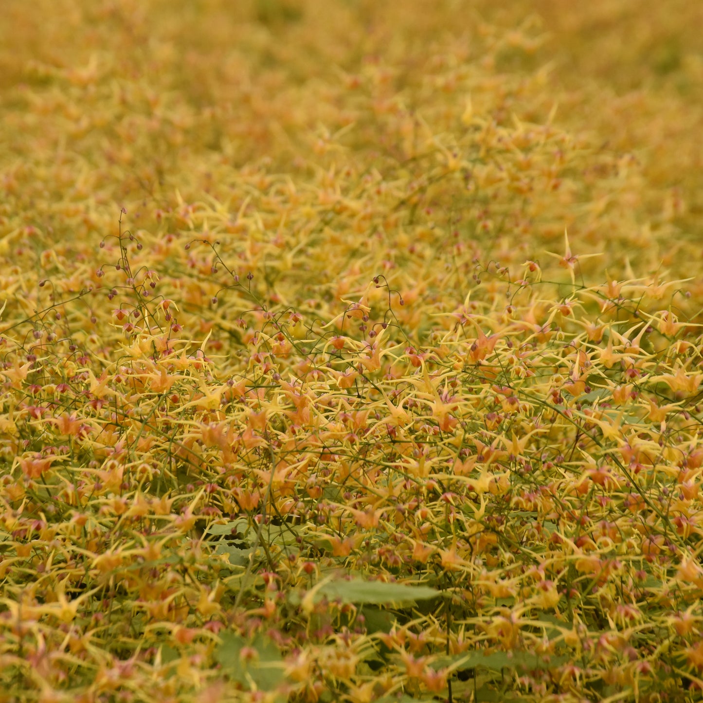 Epimedium x 'Songbirds'
