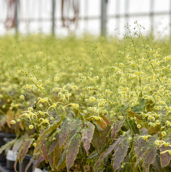 Epimedium 'Woodland Elf'