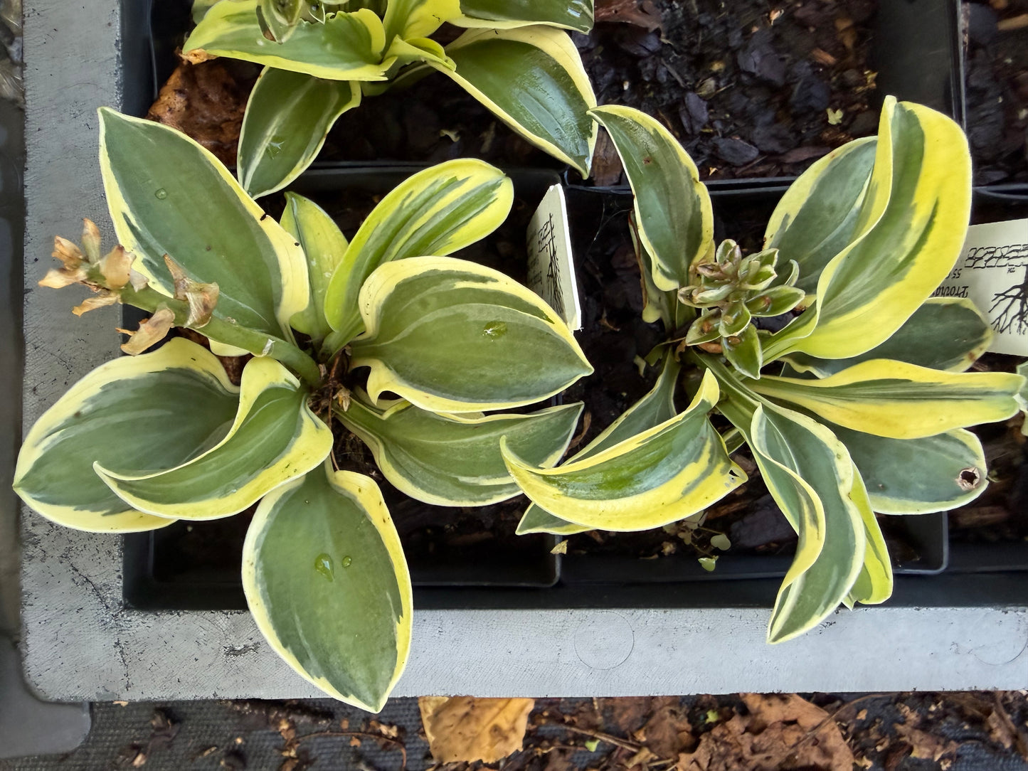 Hosta 'Funny Mouse'