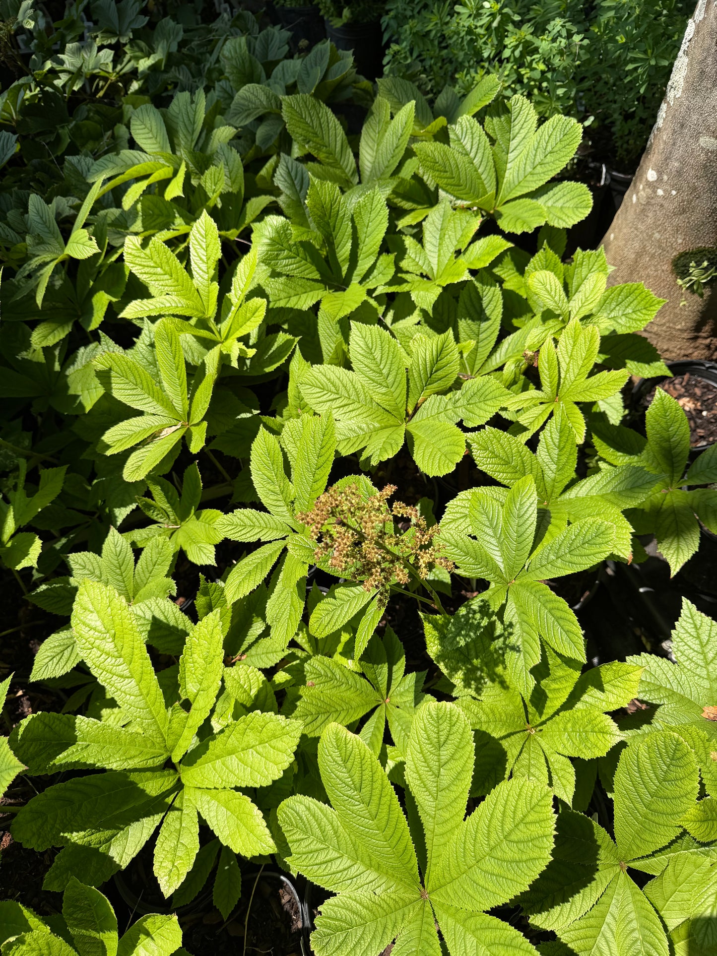 Rodgersia pinnata 'Smaragd'