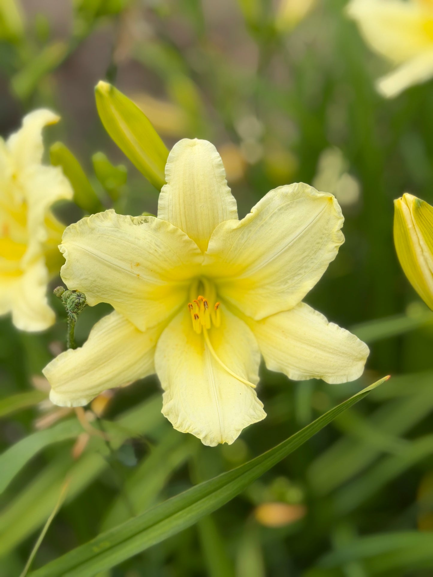 Hemerocallis 'White Formal'