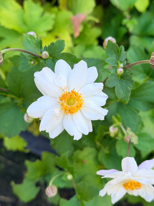 Anemone hupehensis 'Fantasy™ Snow Angel'