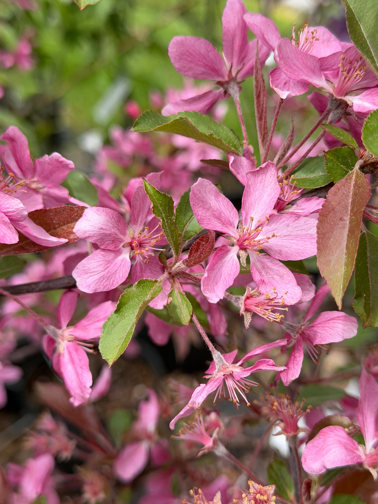Malus 'Radiant' (Crab Apple)