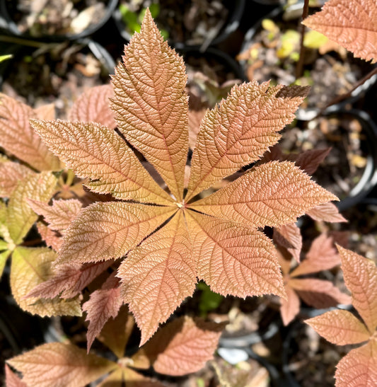 Rodgersia podophylla 'Saarbrucken'