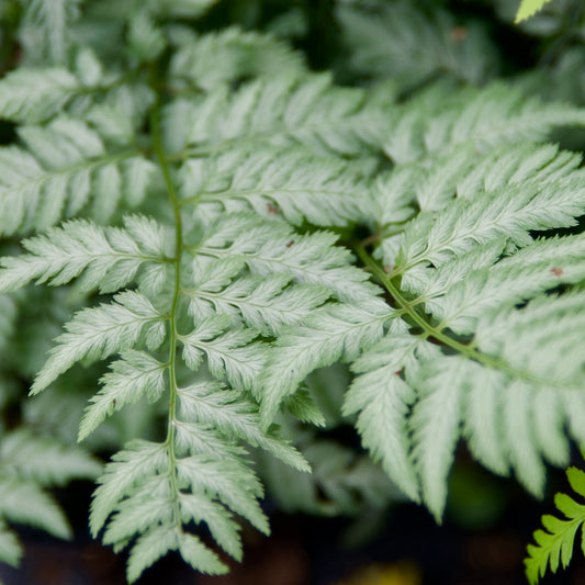 Athyrium niponicum  'Pearly White'