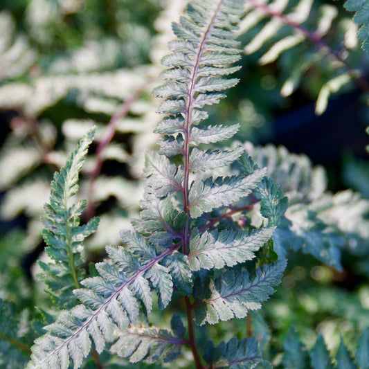 Athyrium niponicum  'Regal Red'