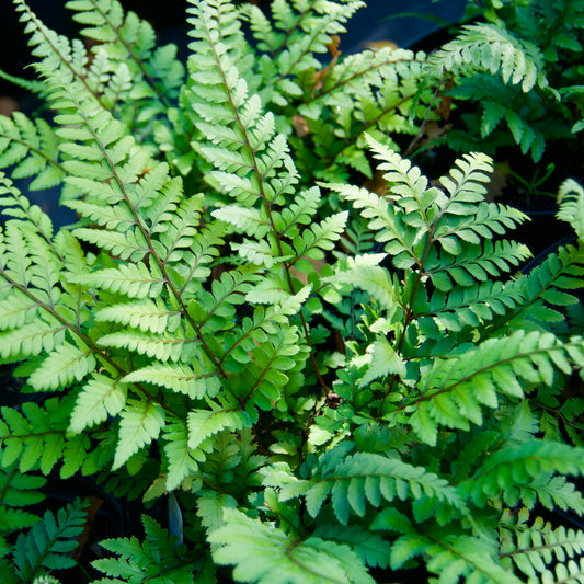 Athyrium otophorum  'Limelight Lady Fern'