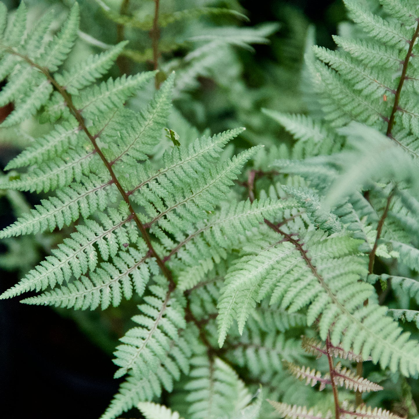 Athyrium x 'Ghost Japanese Painted Fern'