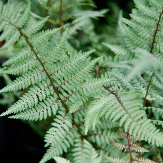 Athyrium x  'Ghost Japanese Painted Fern'