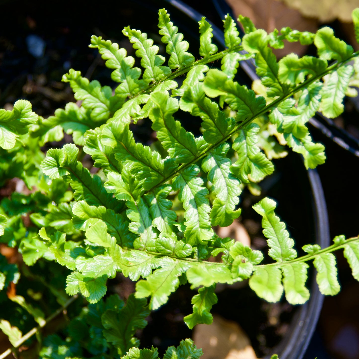 Dryopteris cristata 'The King'