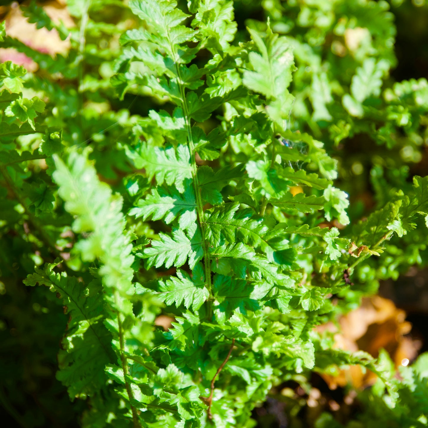 Dryopteris filix-mas (Male Fern)
