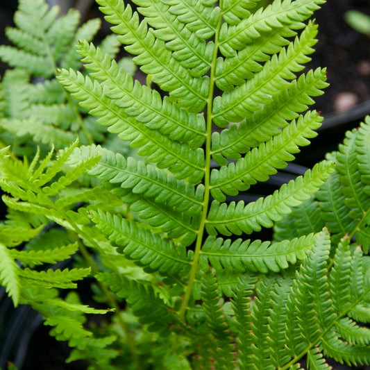 Matteuccia struthiopteris (Ostrich Fern)