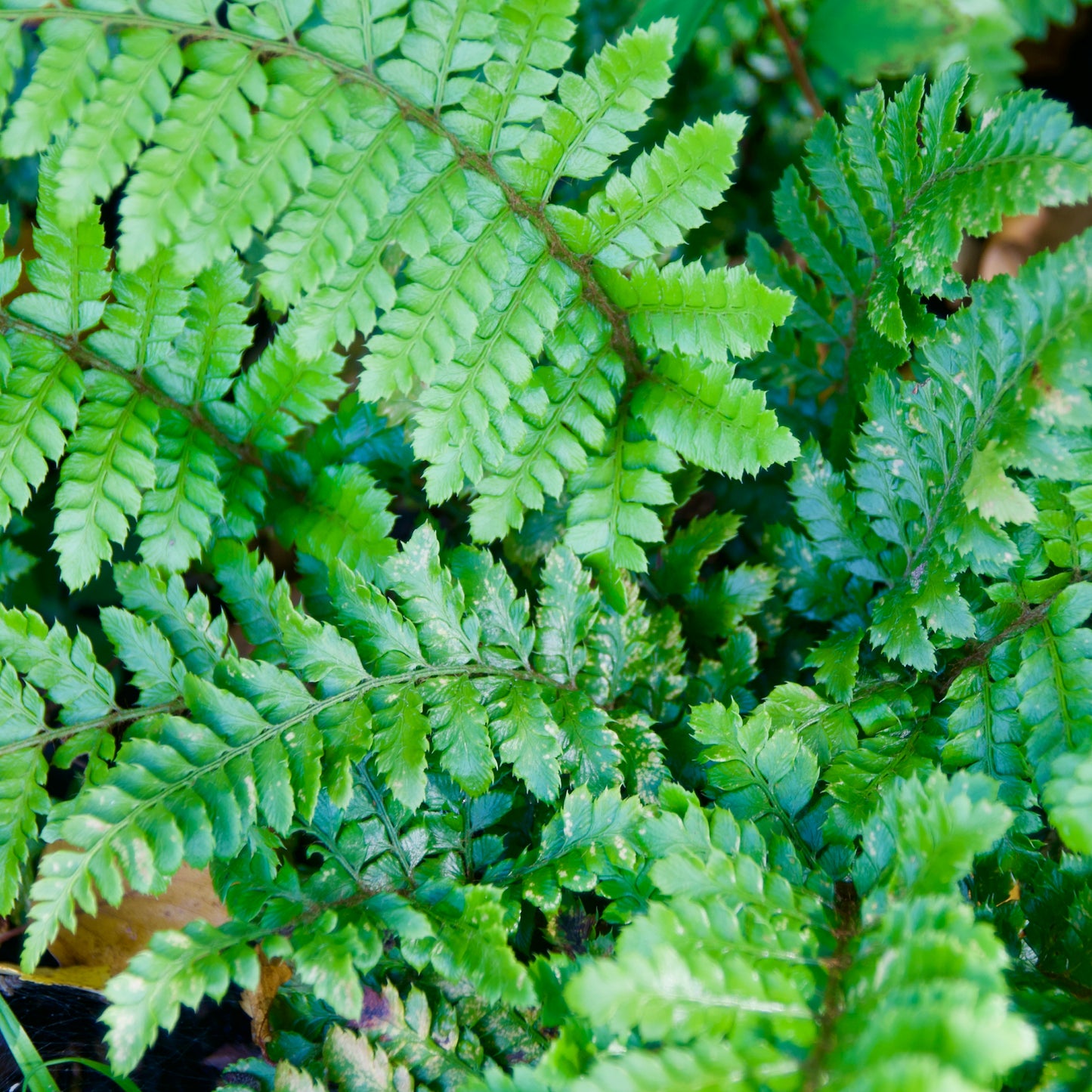 Polystichum polyblepharum