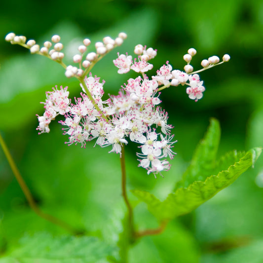 Filipendula purpurea 'Elegans'