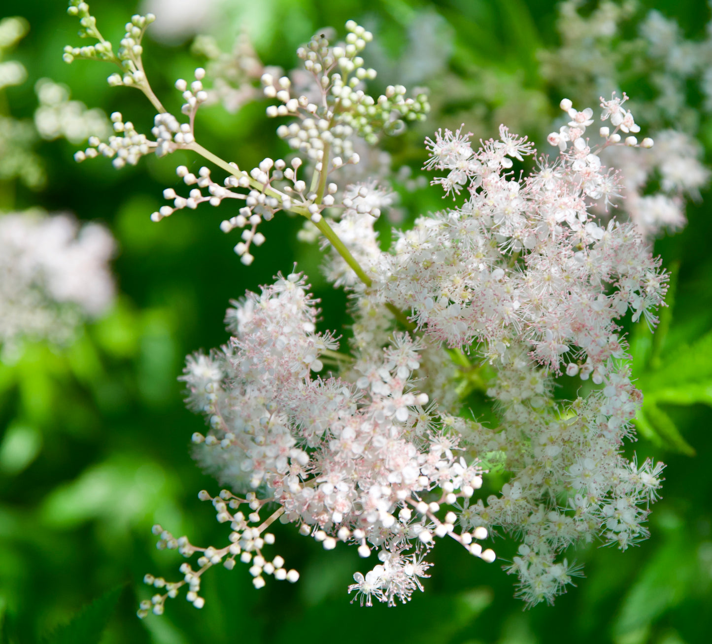 Filipendula purpurea 'Nephele'