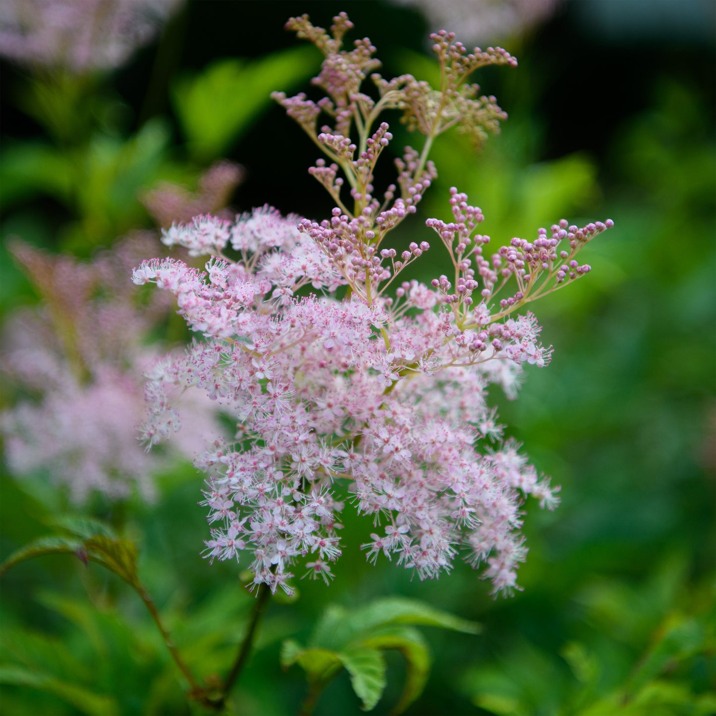 Filipendula rubra 'Albicans' (Queen Of The Prairie) (Meadowsweet)