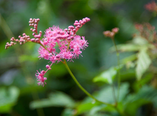 Filipendula vulgaris 'Kohome'