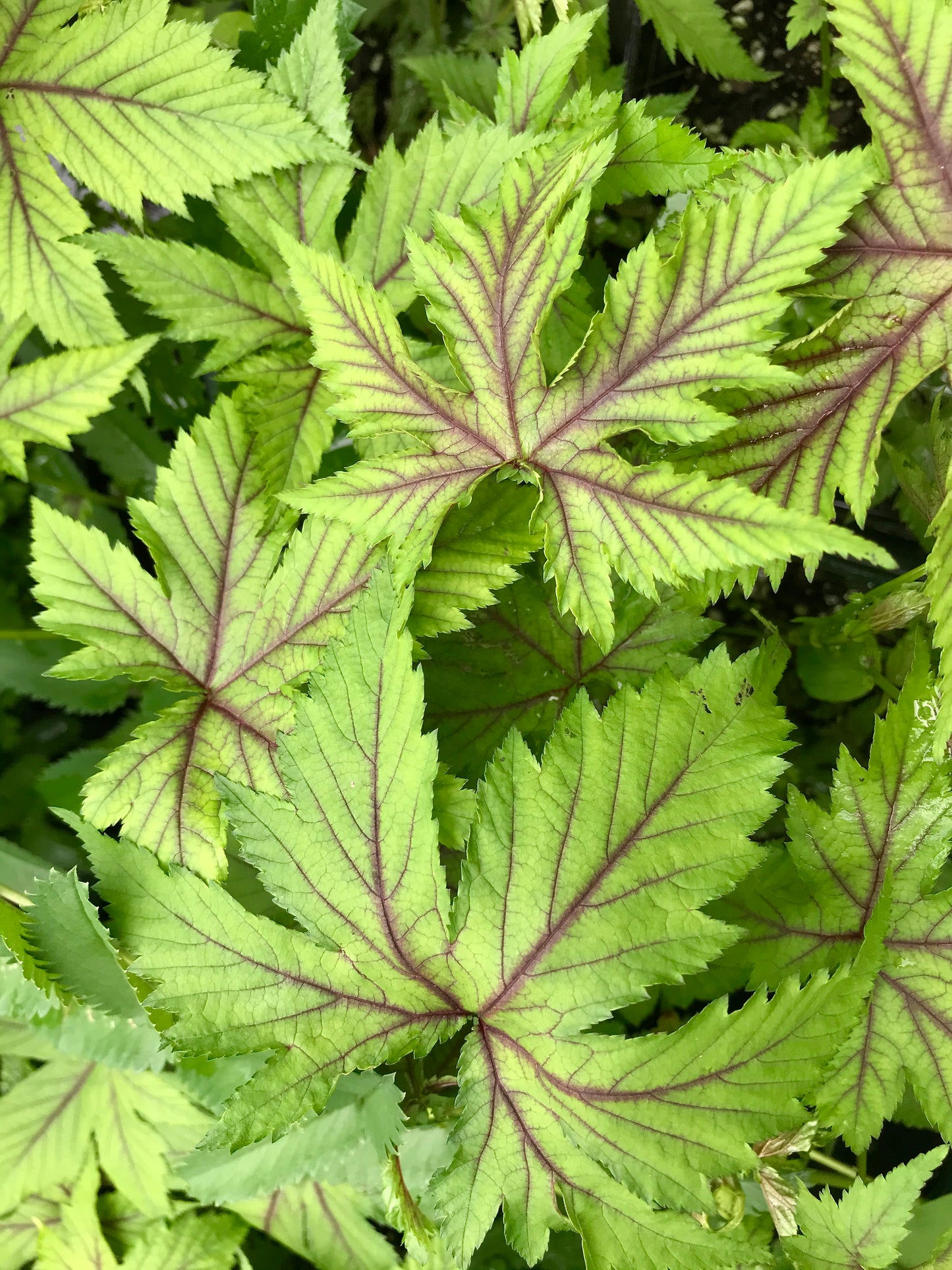 Filipendula vulgaris 'Red Umbrella'