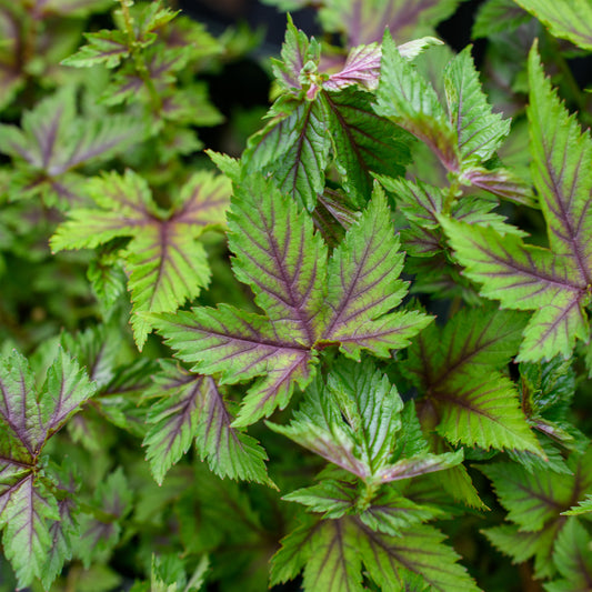 Close-up of Filipendula x 'Red Umbrellas' leaves with deep green color and red variegation.