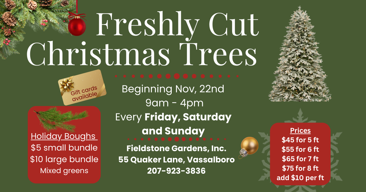 Christmas Tree - Fresh Cut